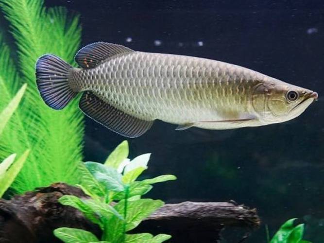 澳洲龍魚圖片大全大圖