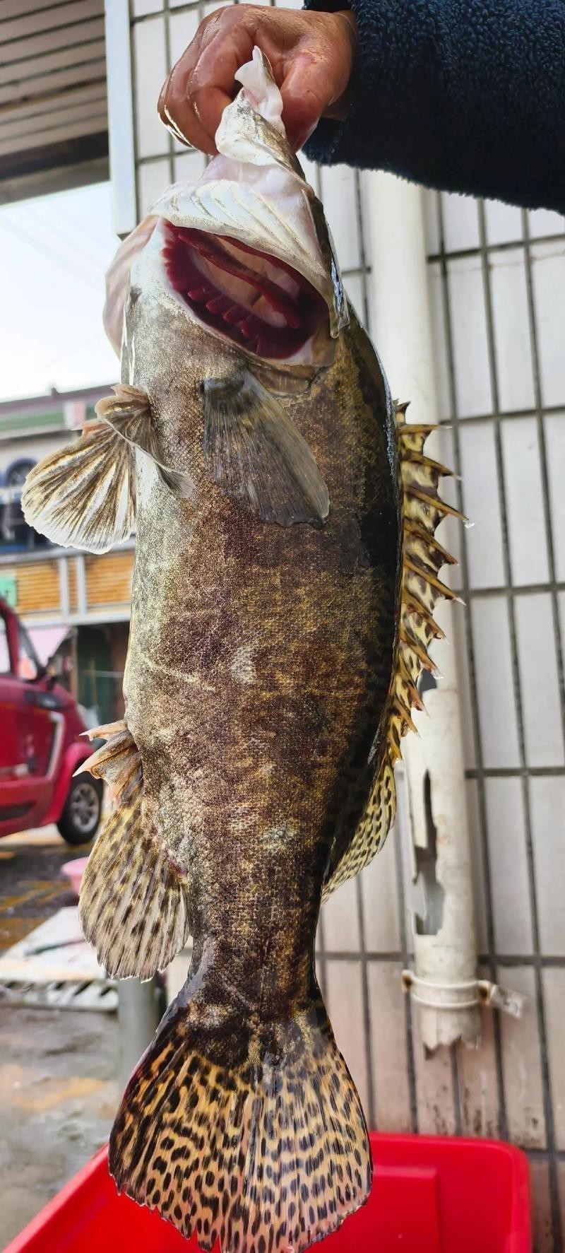 澳洲龍魚圖片大全大圖