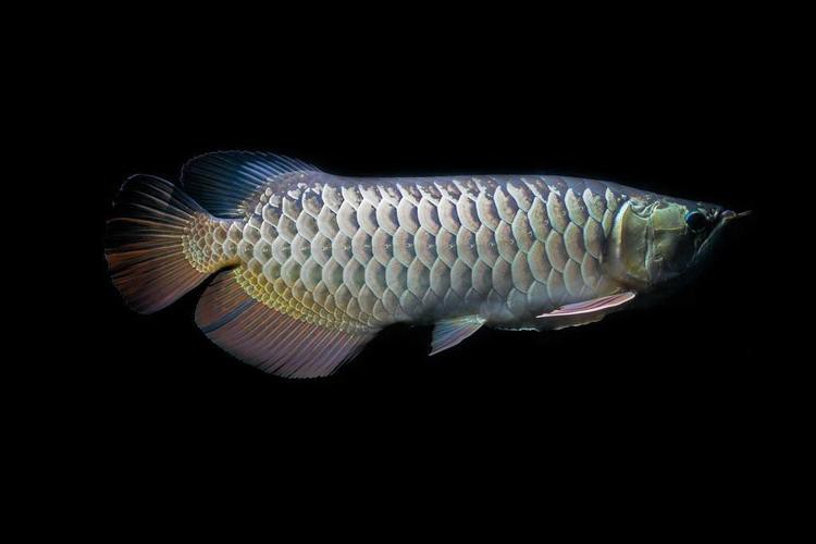 澳洲龍魚圖片大全大圖