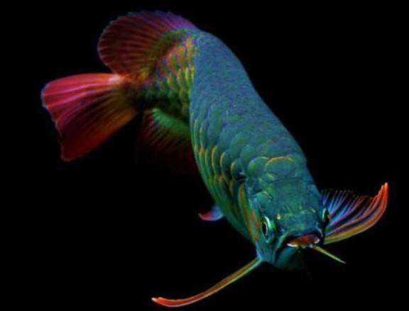澳洲龍魚圖片大全大圖