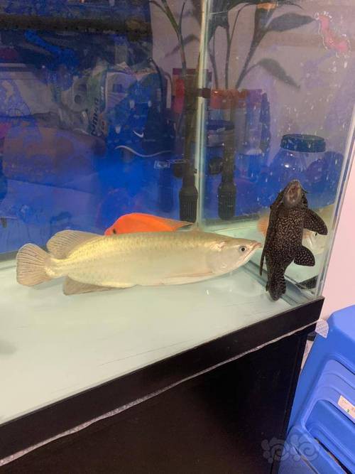 澳洲龍魚圖片大全大圖