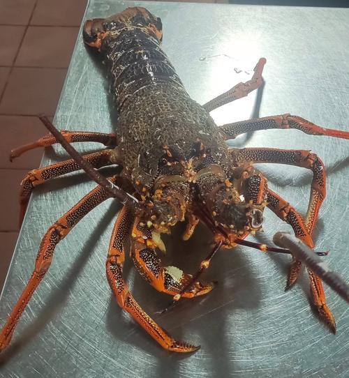 澳洲龍魚圖片大全大圖
