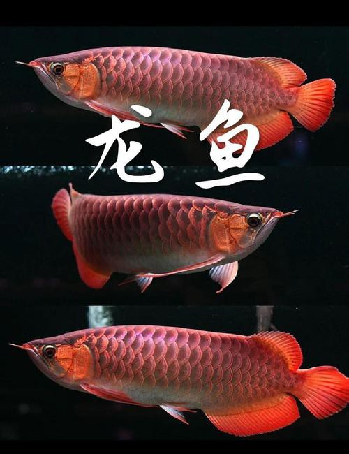 澳洲龍魚圖片大全大圖