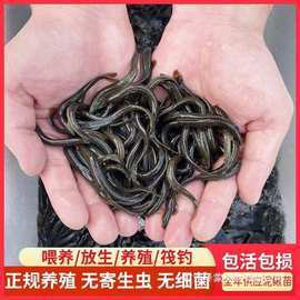 觀賞龍魚價格多少一條魚 觀賞龍魚價格多少一條魚 龍魚百科 第14張