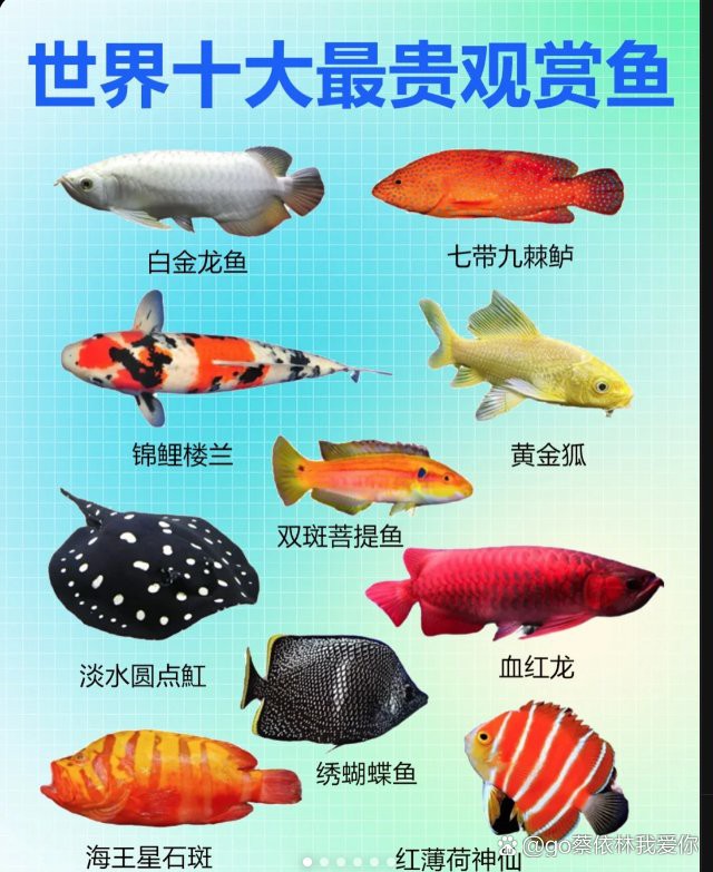 觀賞龍魚價格多少一條魚 觀賞龍魚價格多少一條魚 龍魚百科 第20張