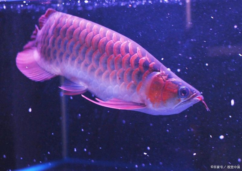 觀賞龍魚價格多少一條魚 觀賞龍魚價格多少一條魚 龍魚百科 第16張