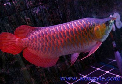紅龍魚底色黑換白怎么回事（養紅龍魚缸底色問題）