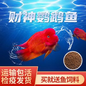 紅龍魚配什么魚（紅龍魚和什么魚混養好紅龍魚的最佳配魚圖鑒大全）