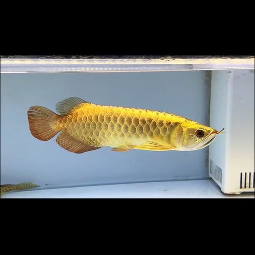 哪里可以購(gòu)買(mǎi)到正宗的金頭金龍魚(yú)？ 哪里可以購(gòu)買(mǎi)到正宗的金頭金龍魚(yú)？ 龍魚(yú)百科 第2張