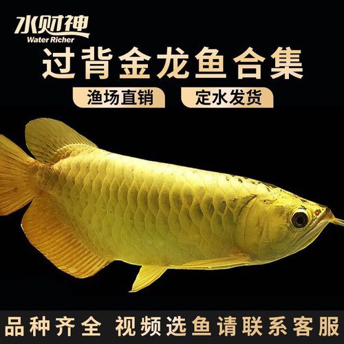 哪里可以購(gòu)買(mǎi)到正宗的金頭金龍魚(yú)？ 哪里可以購(gòu)買(mǎi)到正宗的金頭金龍魚(yú)？ 龍魚(yú)百科 第3張