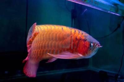 龍魚亂跳什么預兆（龍魚亂跳可能預示著什么？） 龍魚亂跳什么預兆（龍魚亂跳可能預示著什么？） 龍魚百科 第1張