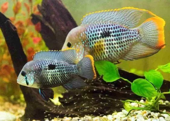 龍魚亂跳什么預兆（龍魚亂跳可能預示著什么？） 龍魚亂跳什么預兆（龍魚亂跳可能預示著什么？） 龍魚百科 第3張