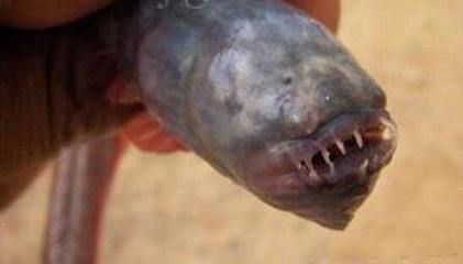 龍魚亂跳什么預兆（龍魚亂跳可能預示著什么？） 龍魚亂跳什么預兆（龍魚亂跳可能預示著什么？） 龍魚百科 第2張