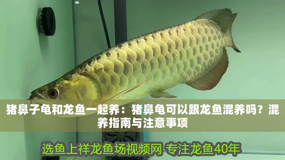 豬鼻子龜和龍魚一起養：豬鼻龜可以跟龍魚混養嗎？混養指南與注意事項