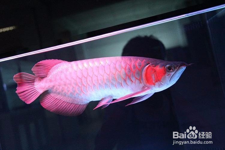 如何挑選一條好的紫焰血紅龍？