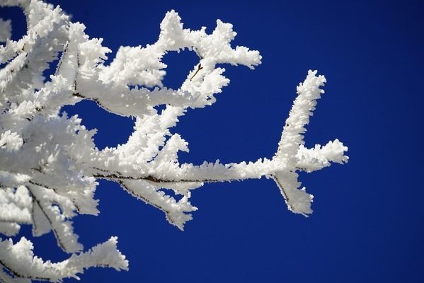 龍魚喂小魚的正確方法是什么，關于龍魚喂小魚的正確方法