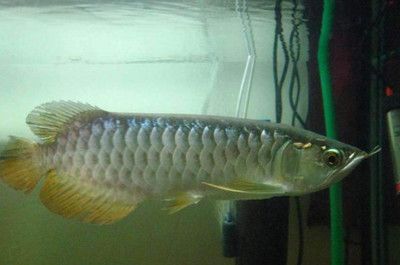 龍魚可以一直開燈嗎：對于龍魚是否可以一直開燈