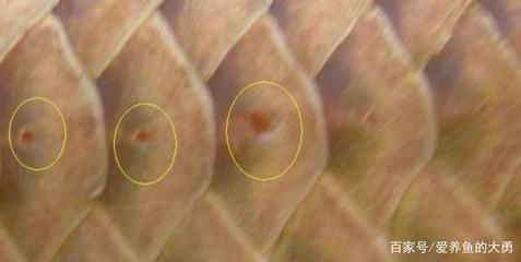 龍魚鱗片有小疙瘩能自愈嗎，：龍魚鱗片上出現小疙瘩能自愈嗎 龍魚鱗片有小疙瘩能自愈嗎，：龍魚鱗片上出現小疙瘩能自愈嗎 龍魚百科 第2張