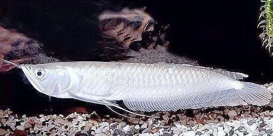 鯪魚是海魚還是淡水魚