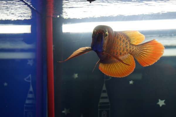 鯪魚是海魚還是淡水魚