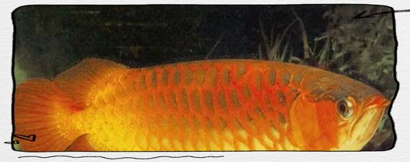 鯪魚是海魚還是淡水魚