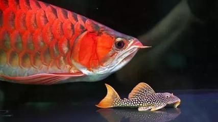 龍魚多大上側燈：龍魚上側燈的使用方法 龍魚多大上側燈：龍魚上側燈的使用方法 龍魚百科 第3張