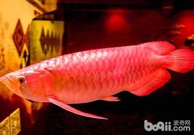 龍魚的價格昂貴：為啥龍魚那么貴呢？