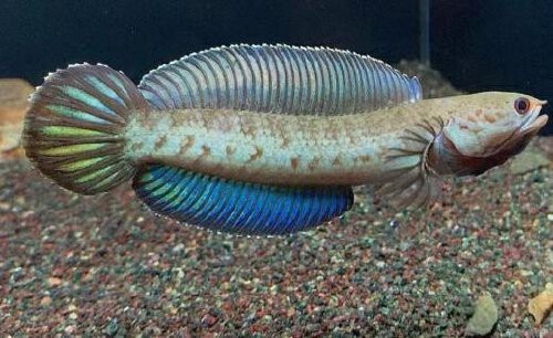 巴卡雷龍魚養(yǎng)在冷水里面會(huì)不會(huì)死