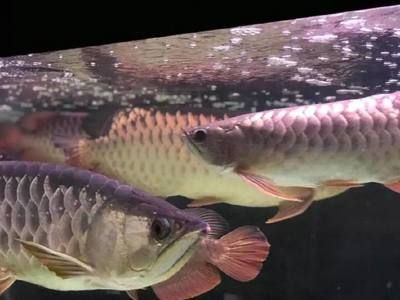 龍魚為什么要單養：為什么龍魚通常需要單養，風水學的影響也是一個不可忽視的因素