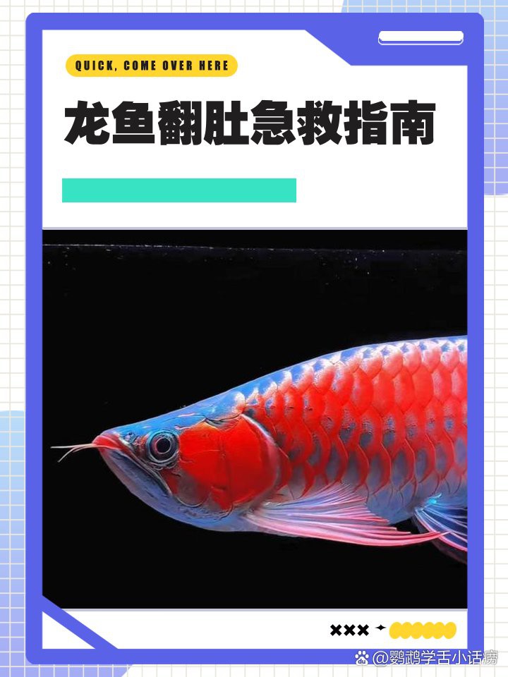 有哪些龍魚急救案例可以分享？