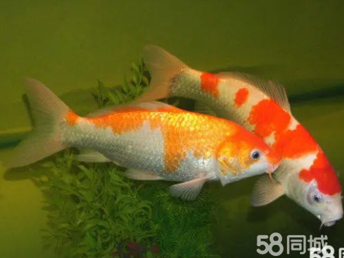 太原個人轉讓紅龍魚市場信息