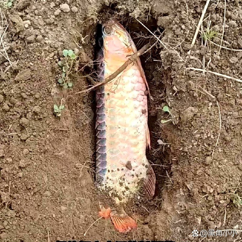 太原個人轉讓紅龍魚市場信息