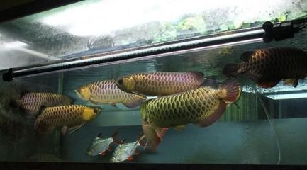 自來水養龍魚怎么處理（自來水養龍魚需要注意什么自來水養龍魚的正確方法）