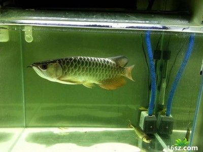 龍魚常見品種飼養(yǎng)與現(xiàn)狀研究方法有哪些：龍魚的飼養(yǎng)與現(xiàn)狀研究方法有哪些