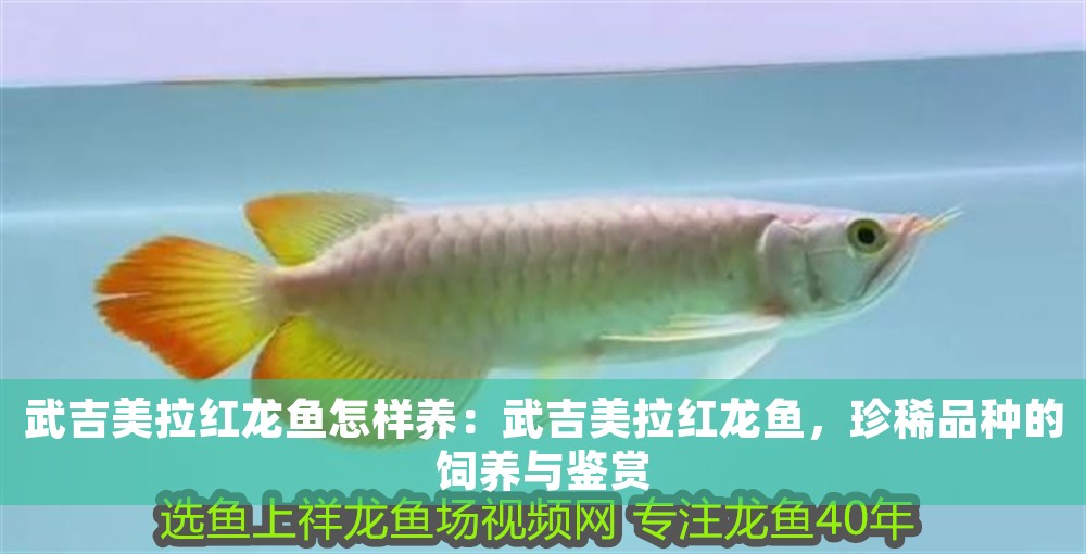 武吉美拉紅龍魚怎樣養：武吉美拉紅龍魚，珍稀品種的飼養與鑒賞