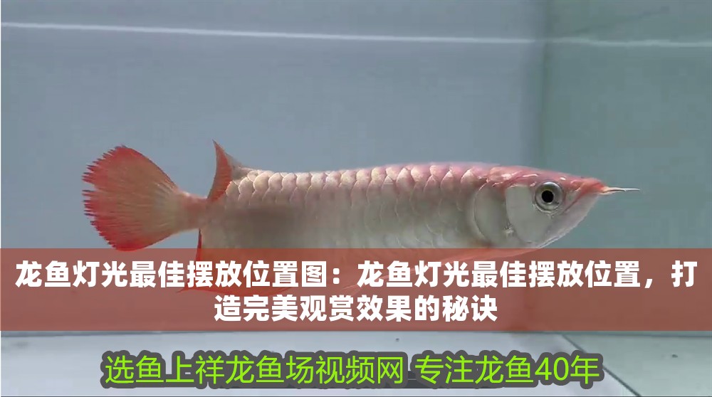 龍魚燈光最佳擺放位置圖：龍魚燈光最佳擺放位置，打造完美觀賞效果的秘訣