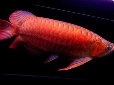 紅龍魚的顏色以紅為主調，與金龍魚相似，價格逾百萬元：紅龍魚的介紹詞怎么說的好聽呢？