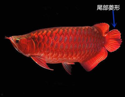 紅龍魚的顏色以紅為主調，與金龍魚相似，價格逾百萬元：紅龍魚的介紹詞怎么說的好聽呢？