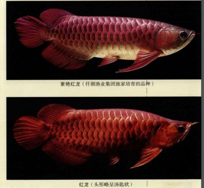 紅龍魚的顏色以紅為主調，與金龍魚相似，價格逾百萬元：紅龍魚的介紹詞怎么說的好聽呢？