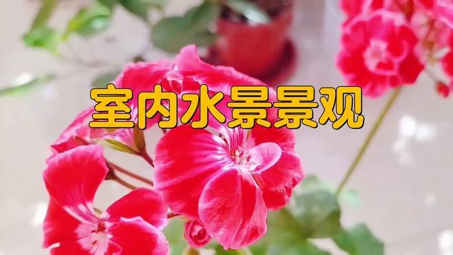 有哪些適合臥室的龍頭朝向圖片 有哪些適合臥室的龍頭朝向圖片 龍魚百科 第3張