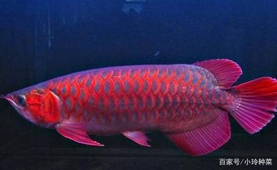 龍魚(yú)主要吃什么餌料：龍魚(yú)人工餌料品牌推薦