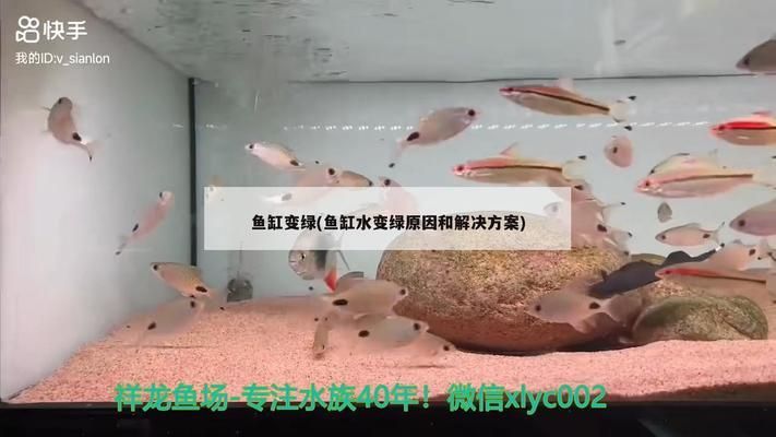 龍魚缸水變綠是什么原因：龍魚缸水變綠怎么辦