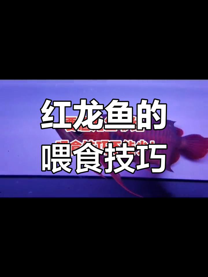 紅龍魚喂什么食物最好？