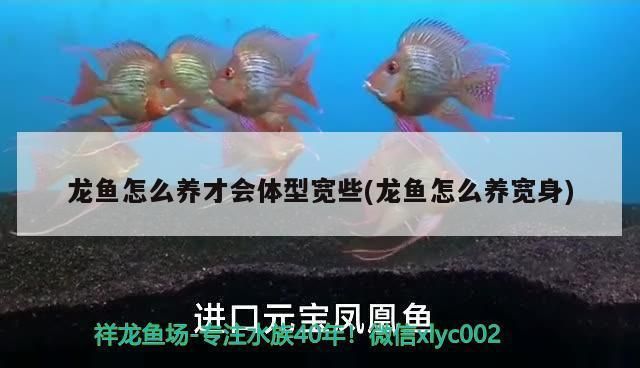 龍魚怎么長的寬：龍魚生長速度受到其遺傳、飲食、環(huán)境以及健康狀況等因素的影響