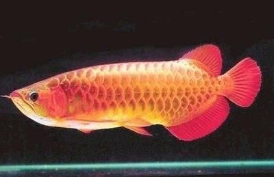 龍魚(yú)的寓意和象征放在手上的意思：龍魚(yú)的寓意和象征放在手上的含義 龍魚(yú)的寓意和象征放在手上的意思：龍魚(yú)的寓意和象征放在手上的含義 龍魚(yú)百科 第3張