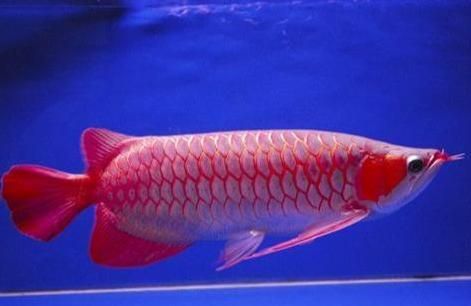 超血紅龍魚發色（關于超血紅龍魚發色的詳細信息）