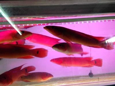 胭脂孔雀龍魚混養最佳伴侶：胭脂孔雀龍魚與混養伴侶
