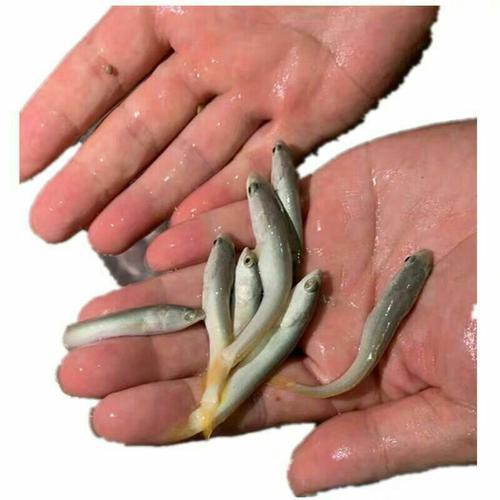 烏龍魚是什么樣子的