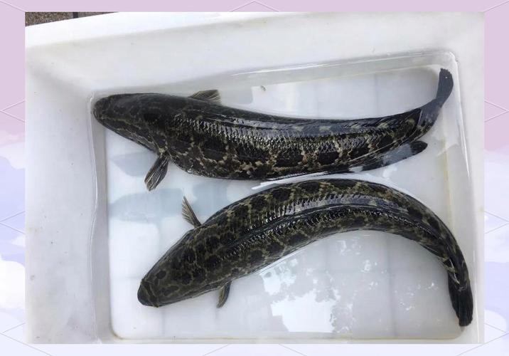 烏龍魚是什么樣子的