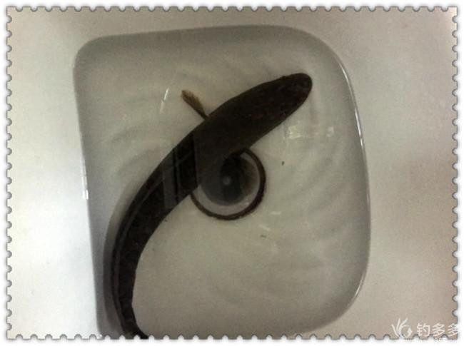 烏龍魚是什么樣子的